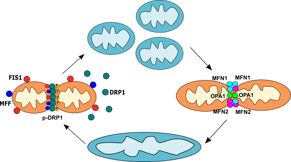 Mitochondrial dynamics